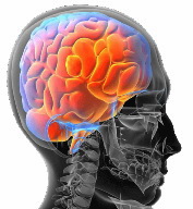 Maurer Workshop Brain